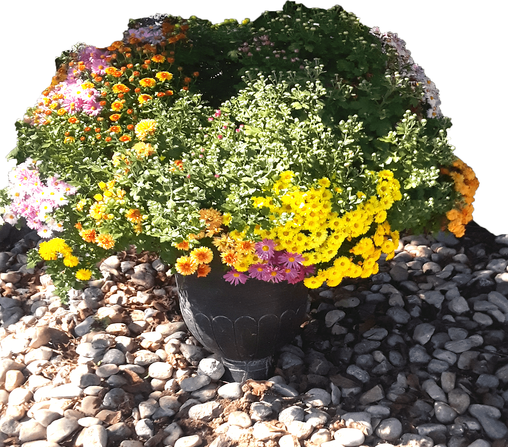 flower graphic33 Flower plants New Haven, IN